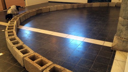 Gembloux: Un parfum de mort pour entraîner les chiens à retrouver des cadavres