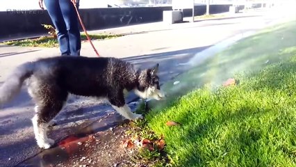 56.Dogs vs Water  Who wins- [Funny Pets]