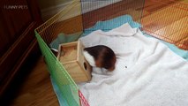 52.Cute Guinea Pigs Playing  [Funny Pets]