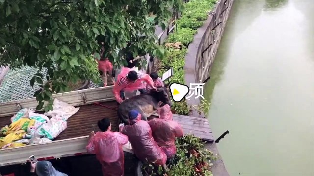 Un âne vivant jeté dans l'enclos des tigres dans un zoo chinois