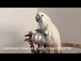 Thirsty Cockatoo Slams Sugar Free Lemonade