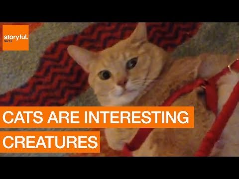 What Did We Do to Deserve Cats?