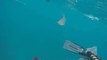 Spear Fisherman Captures Key West Shark Attack on Camera