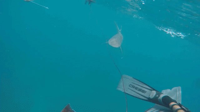 Spear Fisherman Captures Key West Shark Attack on Camera