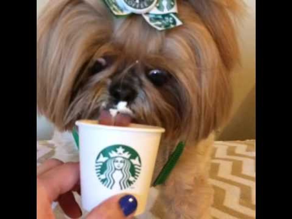 Pooch Enjoys First Puppuccino