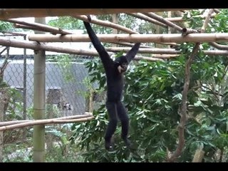 Cute Gibbons Enjoy Their New Home
