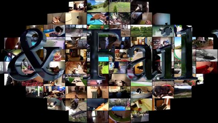 59.Animal Fails of the Week 4 October 2016 - Animal Fails Compilation 2016