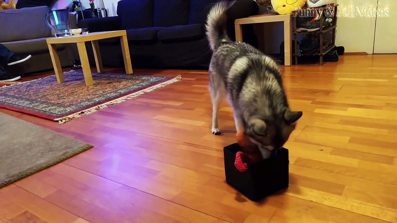 60.Funny Scared Dogs - Funny Dogs Compilation