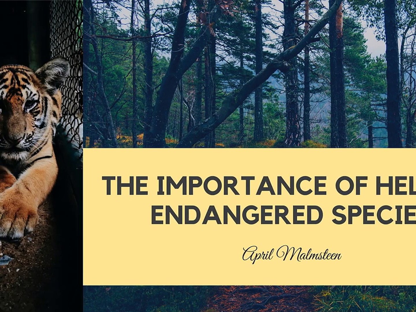 ⁣The Importance of Helping Endangered Species