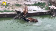 Révoltant, ils jettent un ane vivant dans l'enclos à tigre dans un zoo de chine