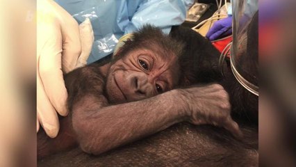 Adorable Baby Gorilla Born Safely with the Help of Huge Medical Team