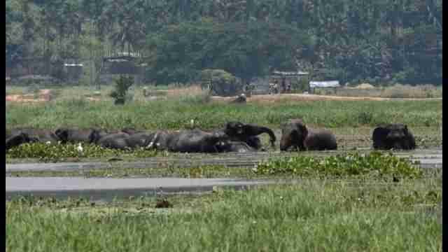 Elefantes salvajes disfrutan del agua y de las plantas acuáticas en el noreste de la India