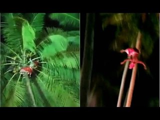 Bhoota Kola Performer Falls Off from Coconut Tree dies, Kannuru Kerala