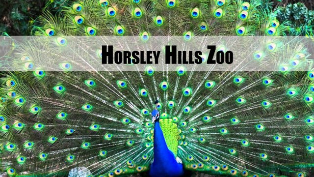 Top 10 Places to Visit in Horsley Hills (OOTY of Andhra Pradesh)