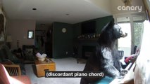 Bear breaks into house, plays piano