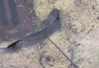 Catfish Seen Swimming in Street After South Florida Floods