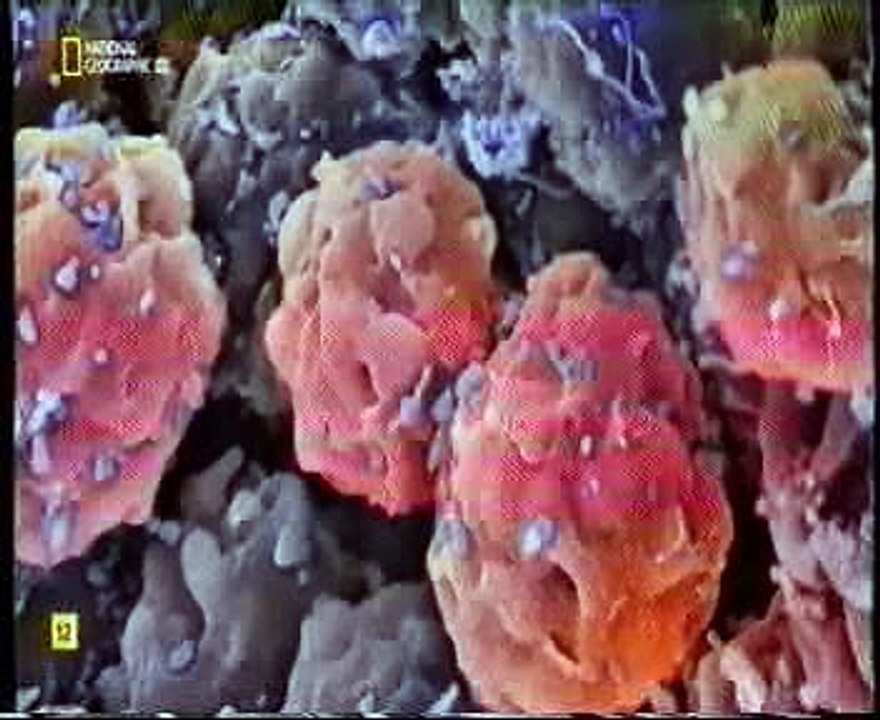 ADN: Biologia sintetica (El futuro de la Medicina)