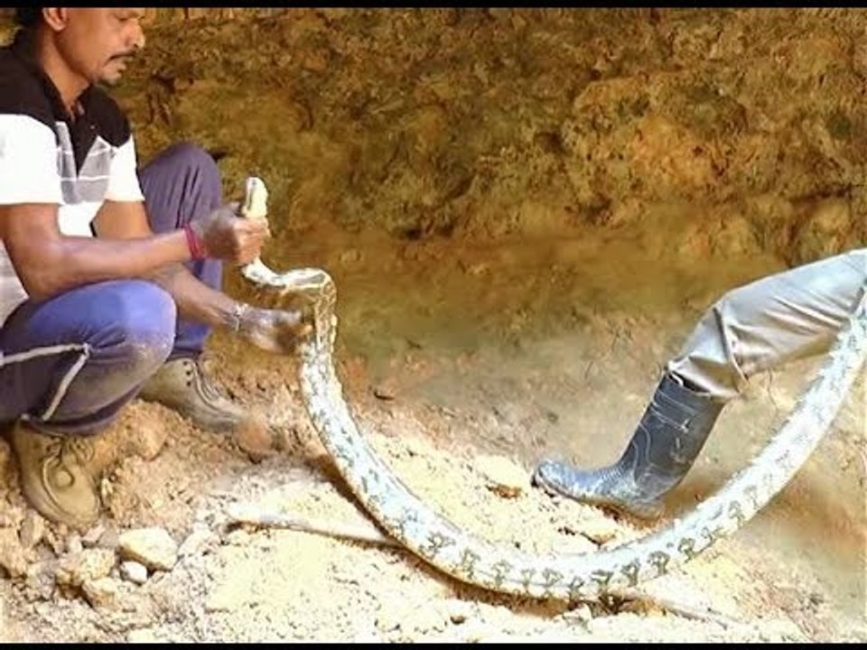 Two Pythons Rescued in Udupi