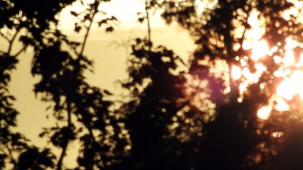 Evening sun through the trees super zoom zoom test