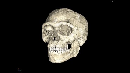 Reconstruction composite du visage de Homo sapiens