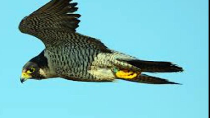 Falcons 원주오피 www.opss3.com 오피쓰 원주건마