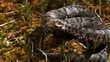 Animal Planet - Austria's amazing Alpine nature park in Innsbruck