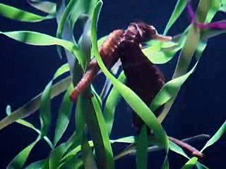 Animal Planet The top ten animals with the most unusual birth