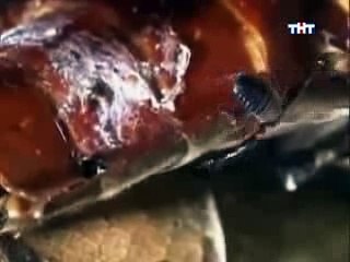 Animal Planet The top ten best freeloaders in the animal kingdom