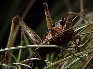 Animal Planet The top ten best Jumpers in the animal kingdom