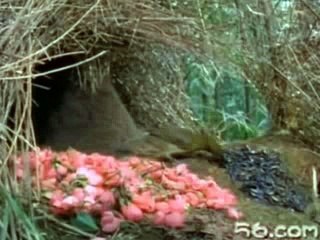 Animal Planet The top ten biggest builders in the animal kingdom