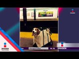 Llevan al perro a como de lugar, literal | Noticias con Yuriria Sierra