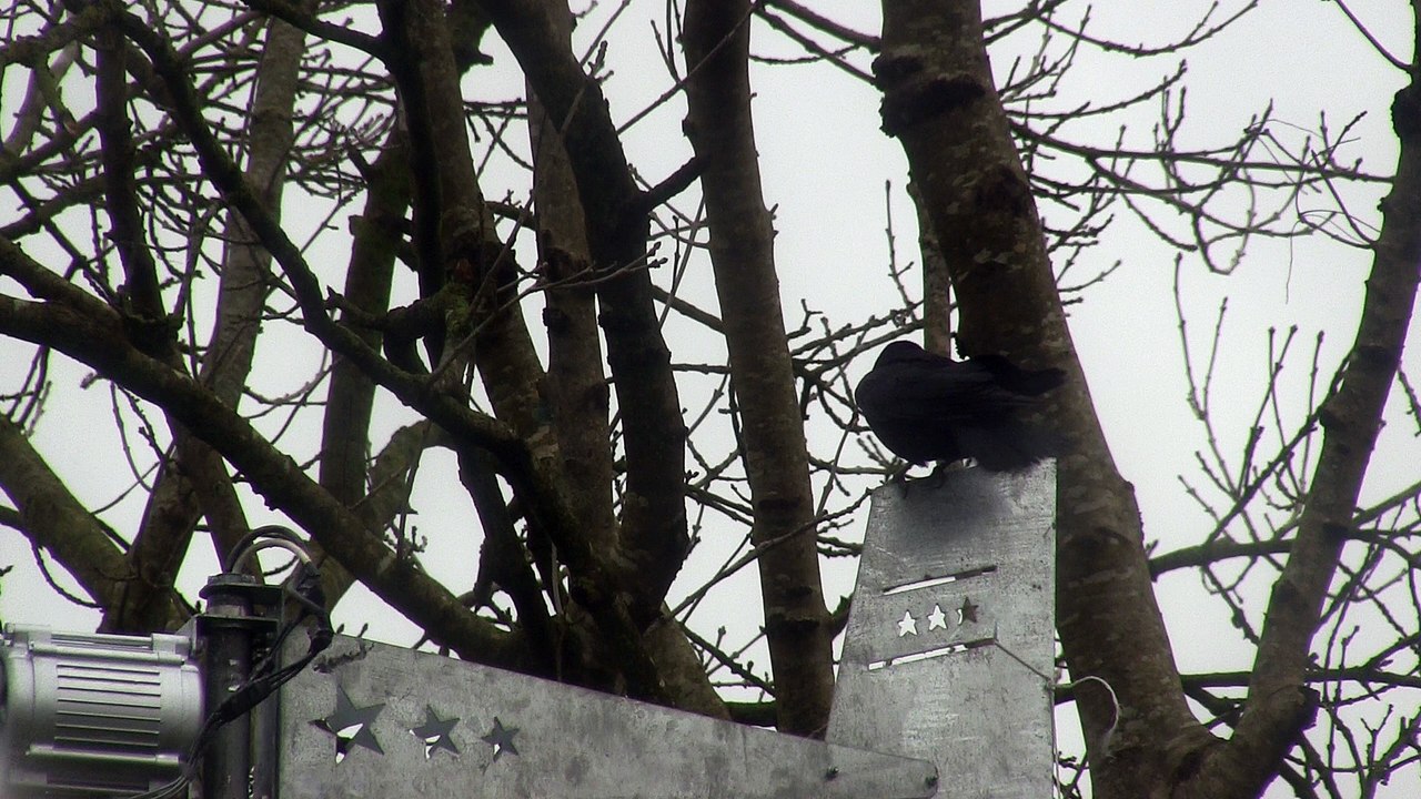 One Unlucky Crow