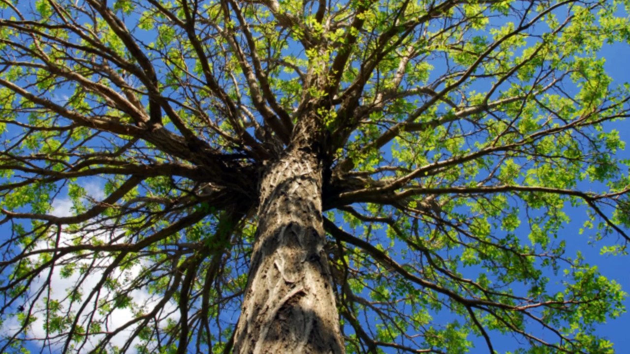 Beaver Creek Tree Care Co - (937) 240-2199