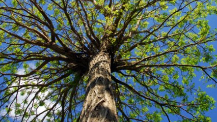 Beaver Creek Tree Care Co - (937) 240-2199