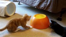 Funny and Adorable Kittens and Cats Compilation 2015