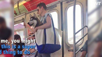 New Yorkers Are Sneaking Their Pets On The Subway!