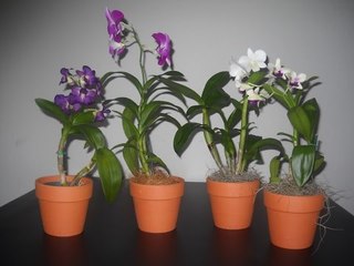¿Cómo cuidar a las orquídeas en casa?