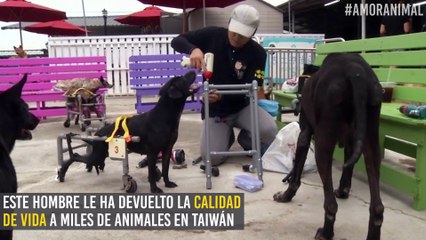 La salud de los animales también importa y este hombre lo demuestra ayudando a los que están incapacitados