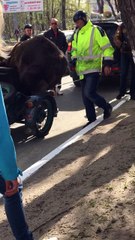 Bear Rides in Motorcycle