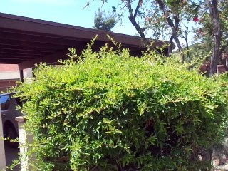 Local HOA Maintenance