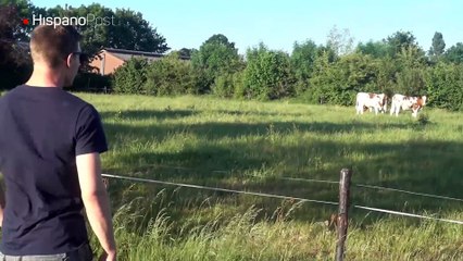 A punta de eructos logra llamar a un rebaño de vacas