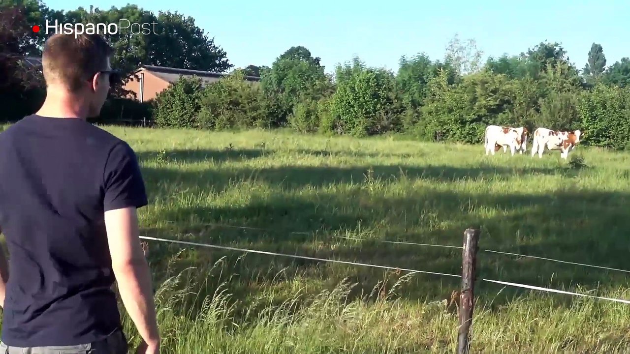 A punta de eructos logra llamar a un rebaño de vacas