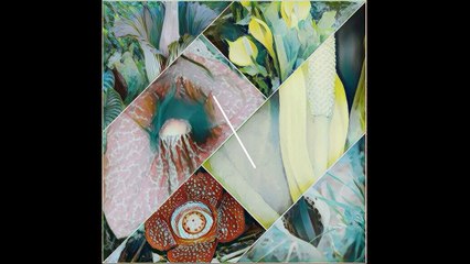 obnoxious Smelling flowers