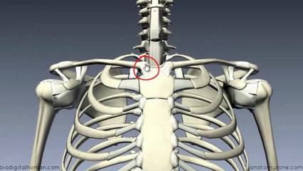 Sternoclavicular Joint - 3D Anatomy Tutorial-2017werwer23423