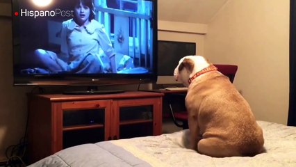 Conozca a Khaleesi, el perro fanático de las películas de terror