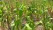 Sequía en Tocoa provoca perdidas en cosechas