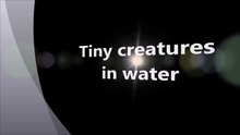 tiny creatures in water by discover pakistan