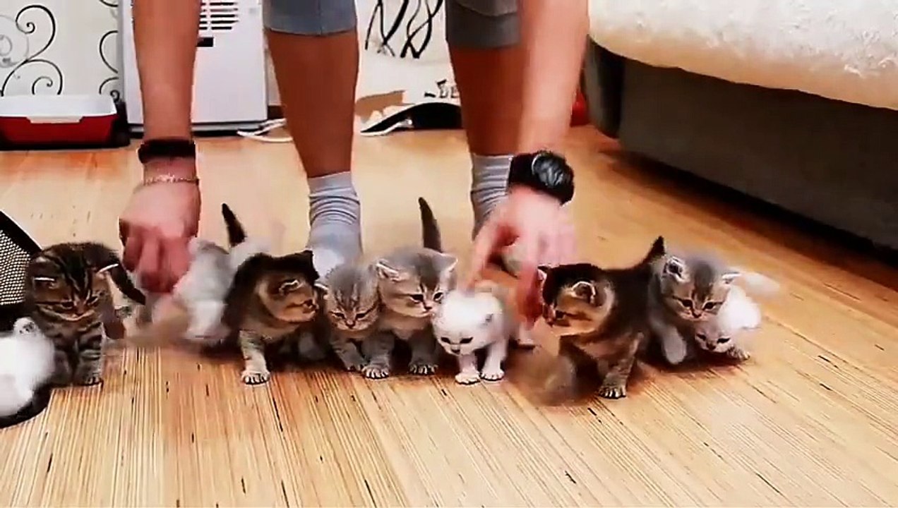 Kittens