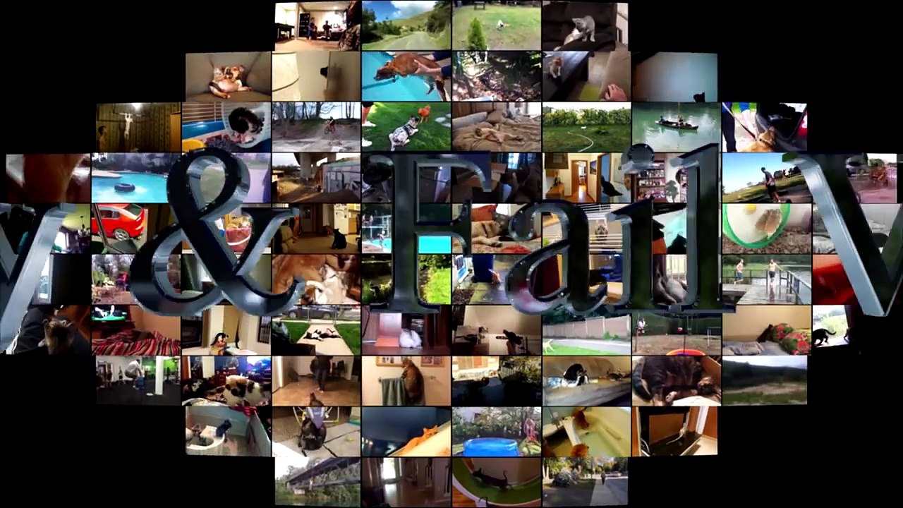 99.Funny Kittens Compilation June 2016 - Cute Kittens - Funny Kittens 2016