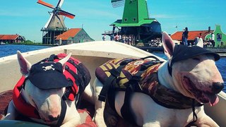 Bull Terriers Cruising in a Boat